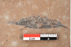 Foto (Detailsansicht) von Quercus palaeoilex Ettingshausen (NHMW-GEO-2024-0188-0845)